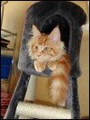 Main Coon Katze in einer Kratzbaumhöhle