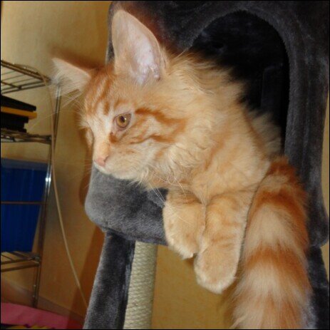Roter Main Coon Kater , Nordamerikanische Waldkatze aus dem Bundesstaat Main in den USA nahe Kanada, mit Katzenhöhle, Katzenkorb, Kratzbaum